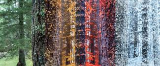 forest trees transitioning through the seasons